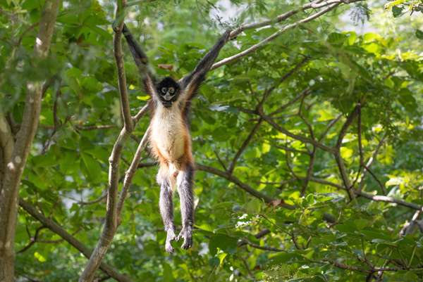 Mexiko (Tierwelt): Bild 3