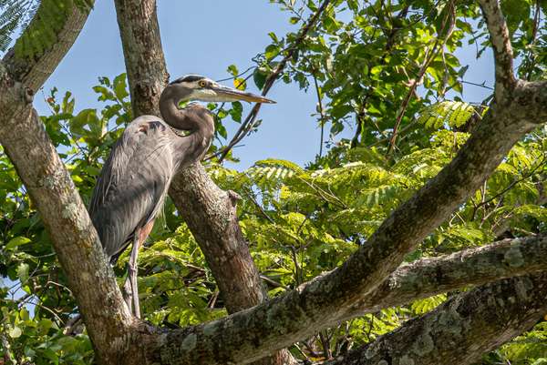 Mexiko (Tierwelt): Bild 5