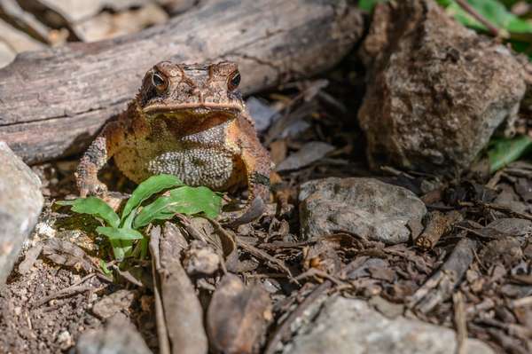 Mexiko (Tierwelt): Bild 7