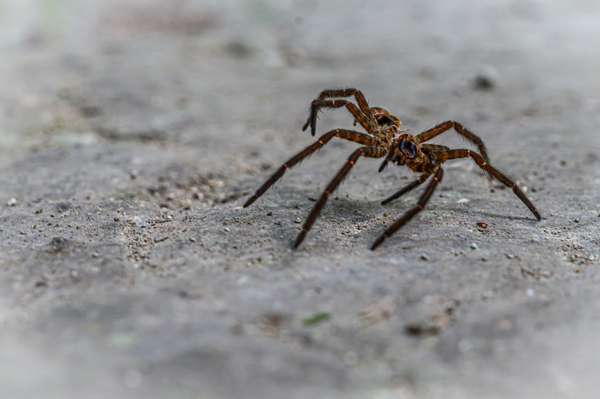 Mexiko (Tierwelt): Bild 9