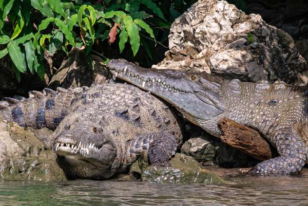 Mexiko (Tierwelt): Bild 11