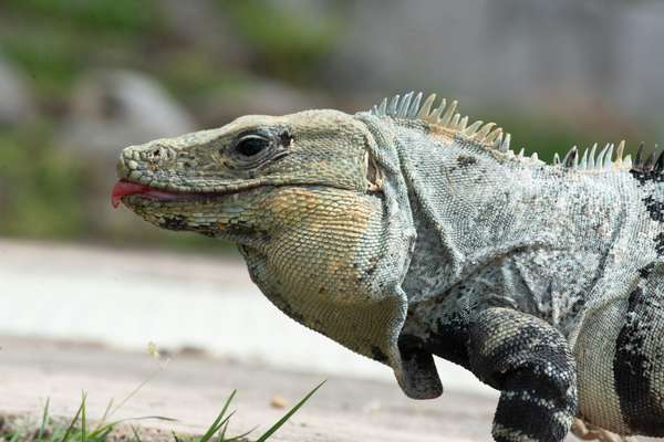 Mexiko (Tierwelt): Bild 12