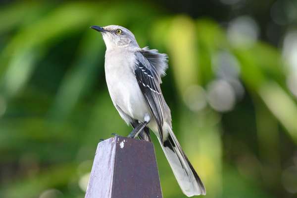 Mexiko (Tierwelt): Bild 13