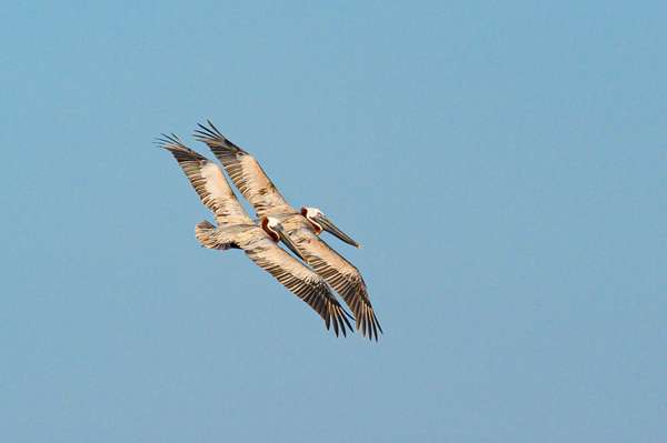 Mexiko (Tierwelt): Bild 14