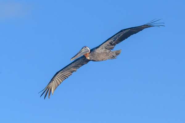 Mexiko (Tierwelt): Bild 15