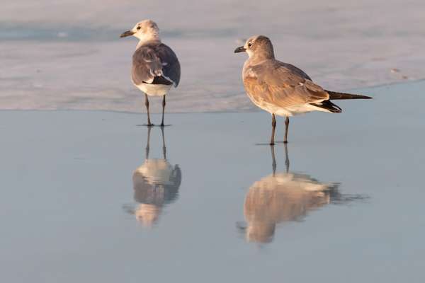 Mexiko (Tierwelt): Bild 16