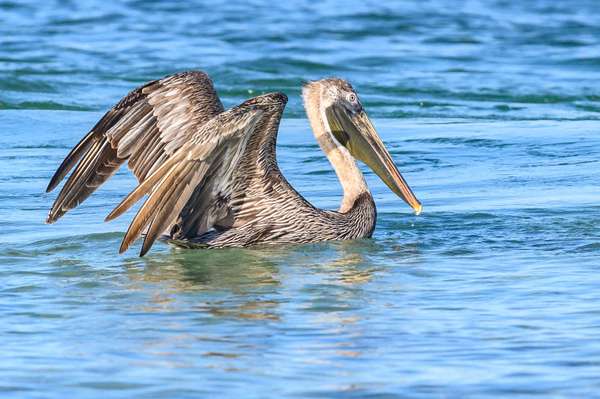 Mexiko (Tierwelt): Bild 17