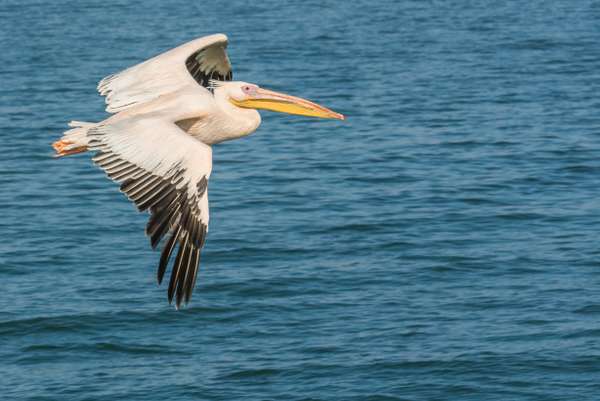 Namibia (Tierwelt): Bild 3