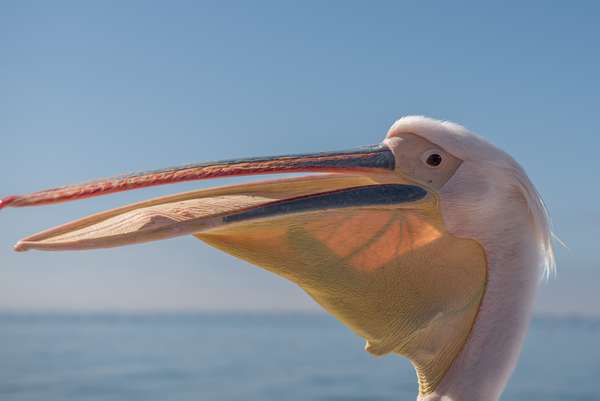 Namibia (Tierwelt): Bild 4