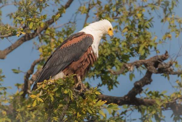 Namibia (Tierwelt): Bild 8