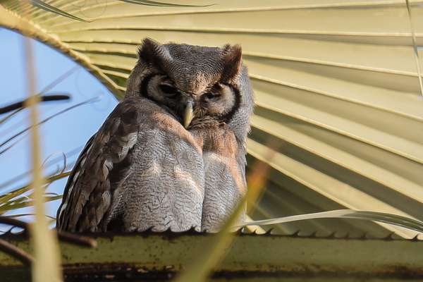 Namibia (Tierwelt): Bild 9