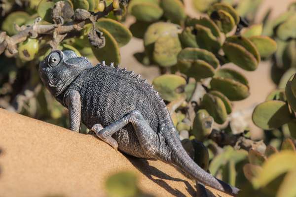 Namibia (Tierwelt): Bild 10