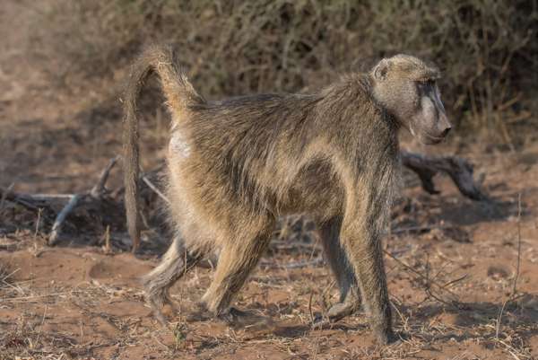 Namibia (Tierwelt): Bild 11