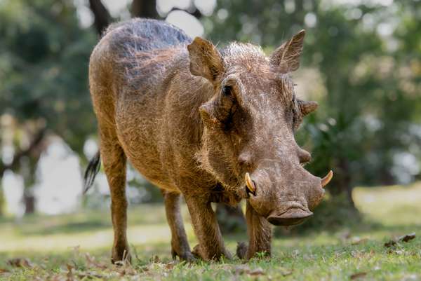 Namibia (Tierwelt): Bild 12