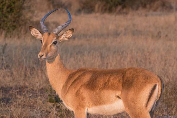 Namibia (Tierwelt): Bild 13