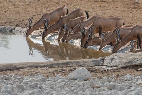 Namibia (Tierwelt): Bild 14