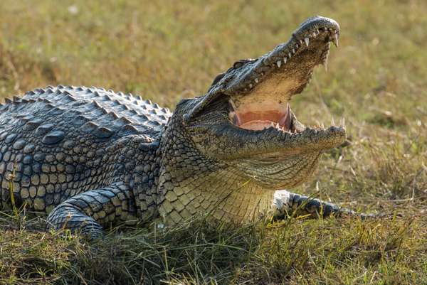 Namibia (Tierwelt): Bild 17