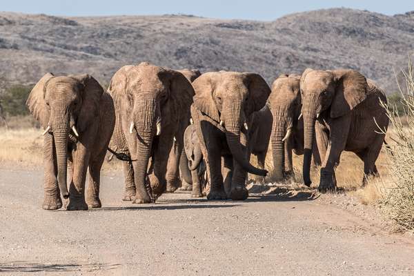 Namibia (Tierwelt): Bild 18