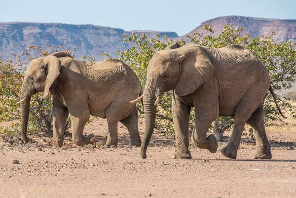 Namibia (Tierwelt): Bild 19
