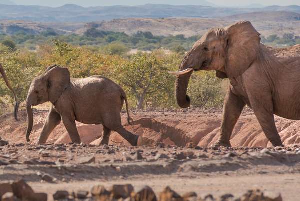 Namibia (Tierwelt): Bild 20