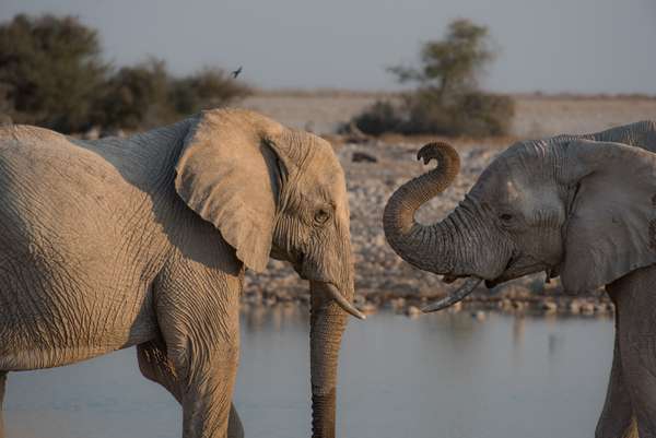 Namibia (Tierwelt): Bild 21