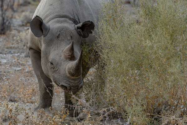 Namibia (Tierwelt): Bild 22