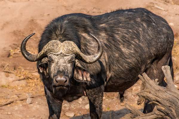 Namibia (Tierwelt): Bild 23