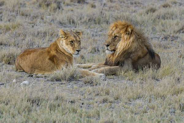 Namibia (Tierwelt): Bild 25