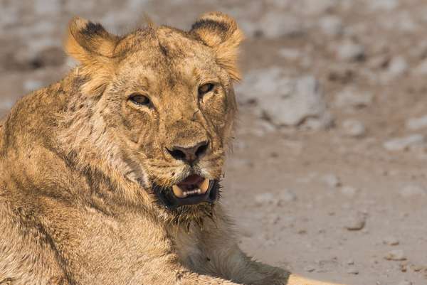 Namibia (Tierwelt): Bild 26