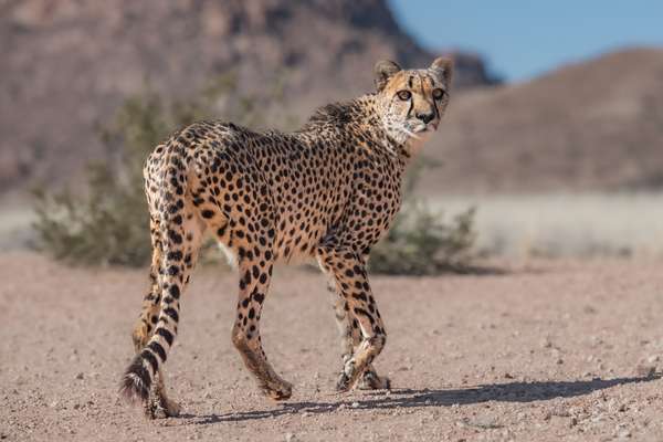 Namibia (Tierwelt): Bild 27