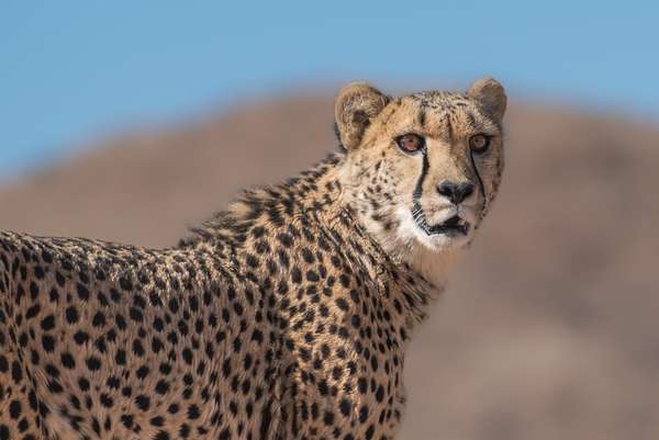 Namibia (Tierwelt): Bild 28