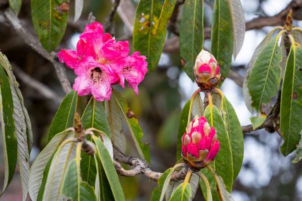 Nepal (Alltagsleben): Bild 31