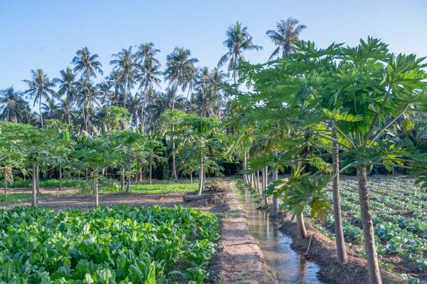 Oman (Landschaften): Bild 9