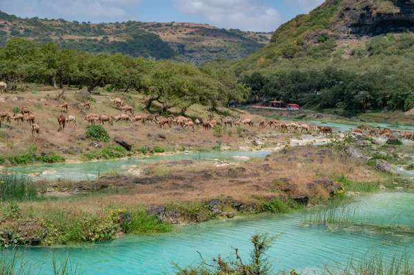 Cover-Bild 4 von Oman