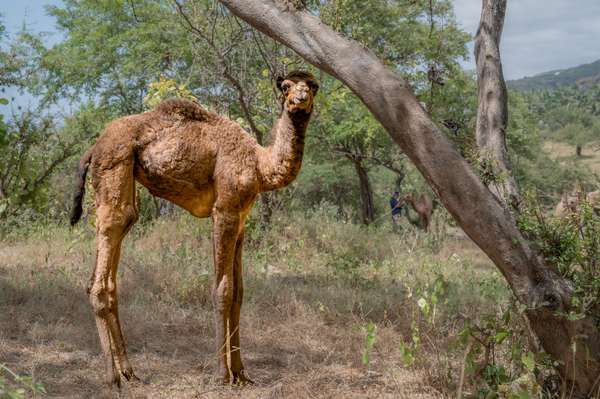 Oman (Tierwelt): Bild 2