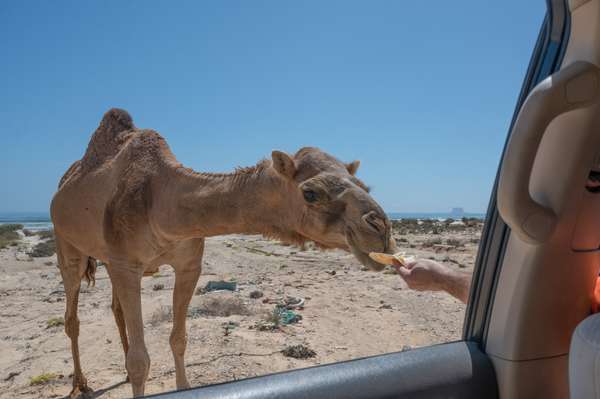 Oman (Tierwelt): Bild 3