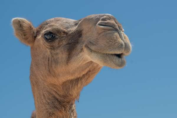 Oman (Tierwelt): Bild 5