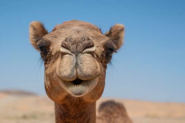 Oman (Tierwelt): Bild 6