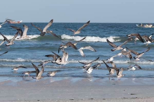 Oman (Tierwelt): Bild 7