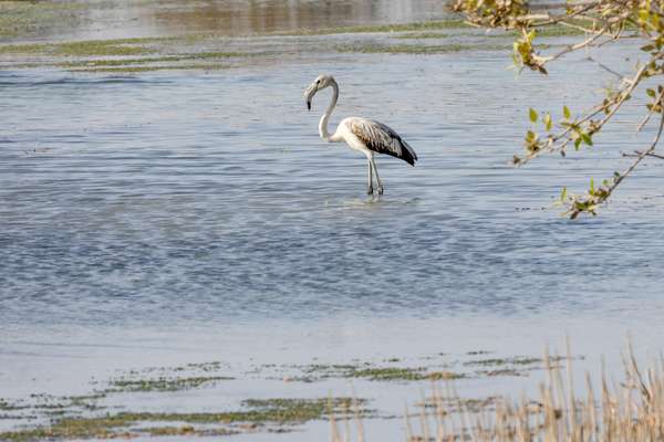 Oman (Tierwelt): Bild 8