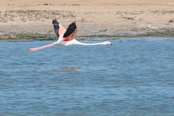 Oman (Tierwelt): Bild 9