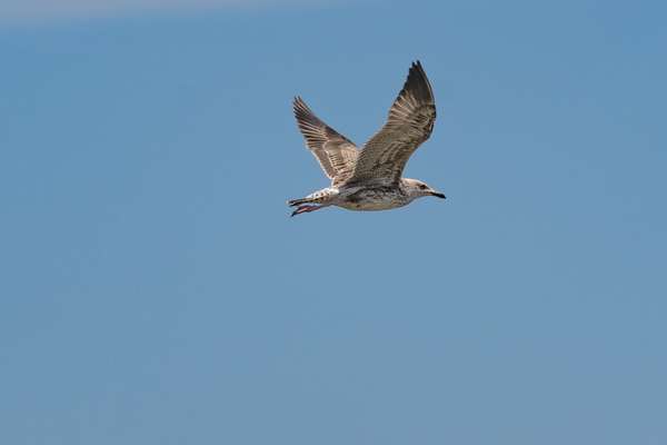 Oman (Tierwelt): Bild 10