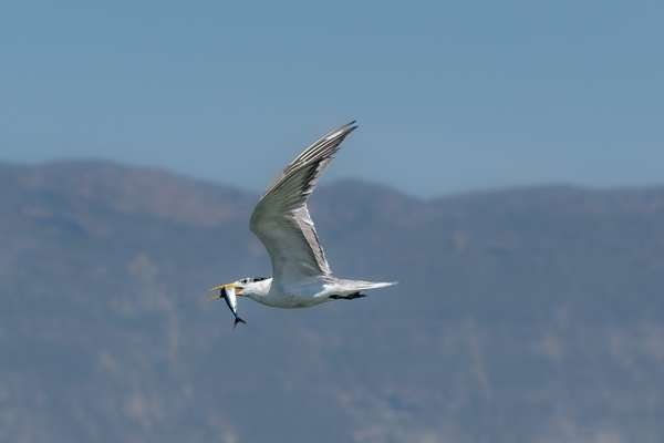 Oman (Tierwelt): Bild 11