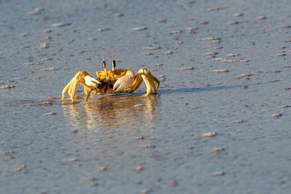 Oman (Tierwelt): Bild 12