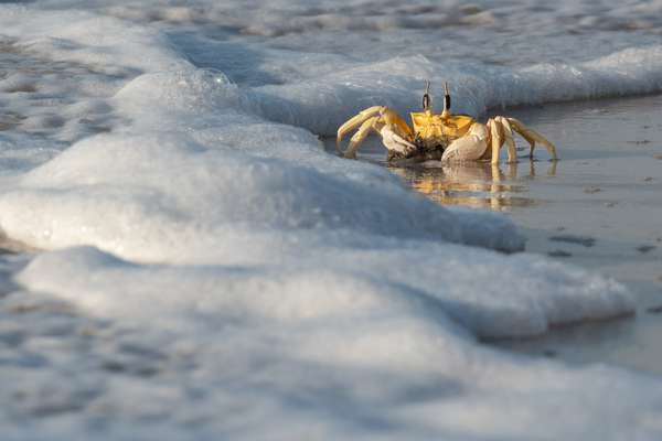 Oman (Tierwelt): Bild 13