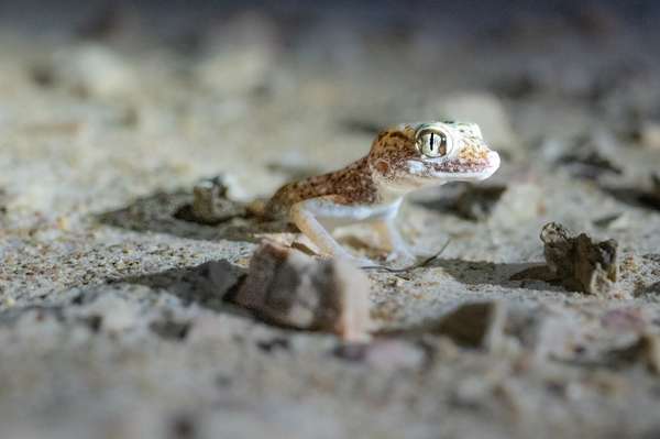 Oman (Tierwelt): Bild 17