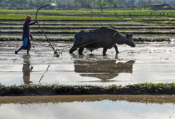 Die Philippinen (Alltagsleben): Bild 25