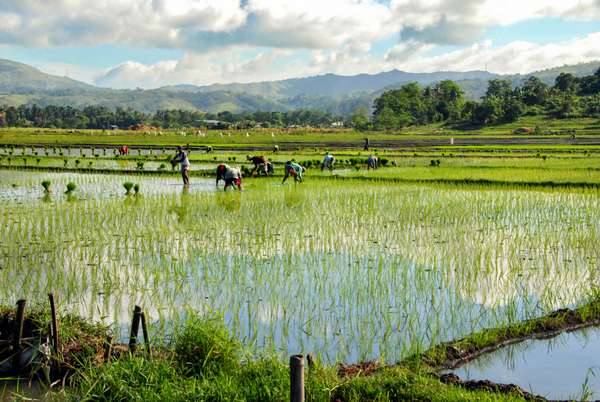 Die Philippinen (Alltagsleben): Bild 26