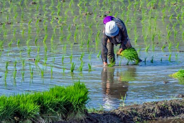 Die Philippinen (Alltagsleben): Bild 28