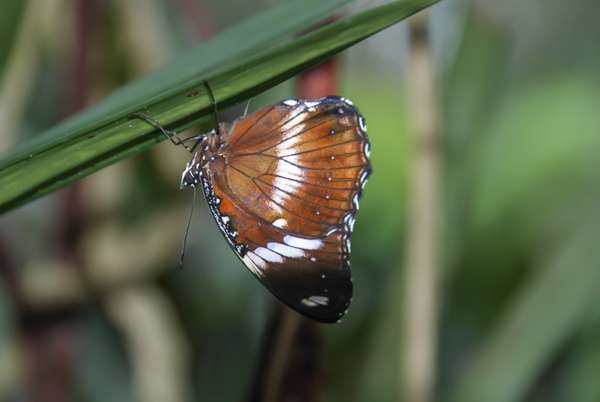 Die Philippinen (Landschaften): Bild 11